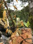 Image of Polycycnis muscifera (Lindl. & Paxton) Rchb. fil.