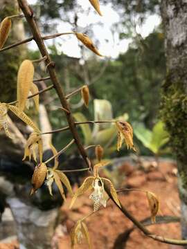 Polycycnis muscifera (Lindl. & Paxton) Rchb. fil.的圖片