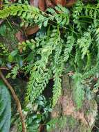 Image of Asplenium prolongatum Hook.