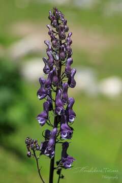 Image of Aconitum leucostomum Vorosh.