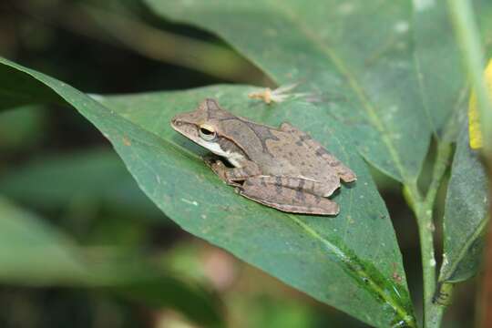 Imagem de Polypedates occidentalis Das & Dutta 2006