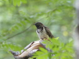 Image of Oriental Cuckoo