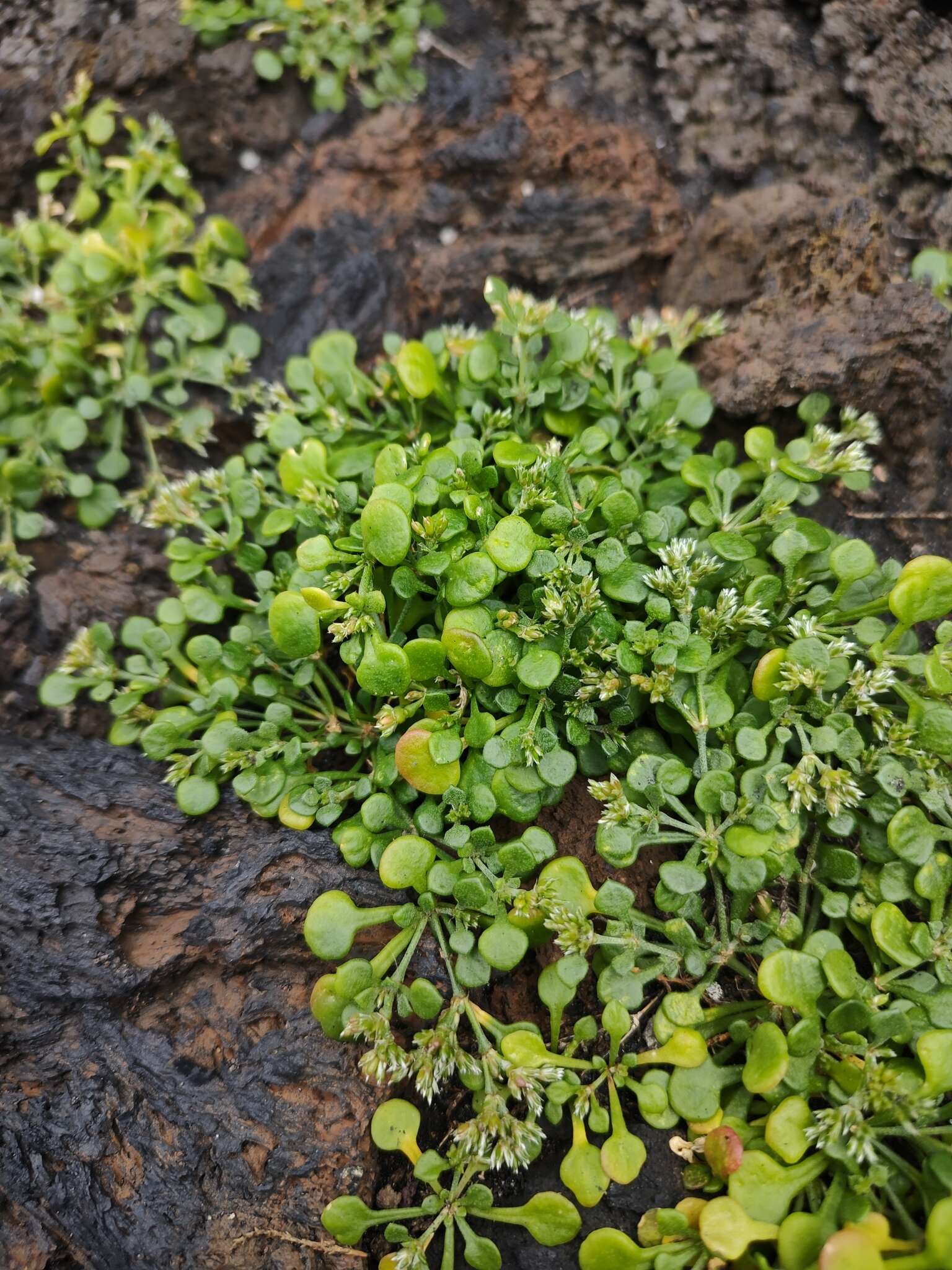 Imagem de Polycarpaea divaricata Poir. ex Steud.