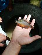Image of Redspotted Sunfish