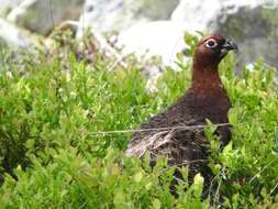 Image of Willow Grouse and Red Grouse