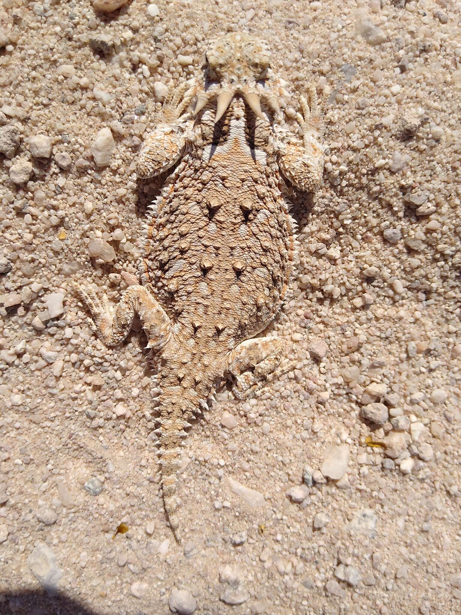 Image of Phrynosoma goodei Stejneger 1893