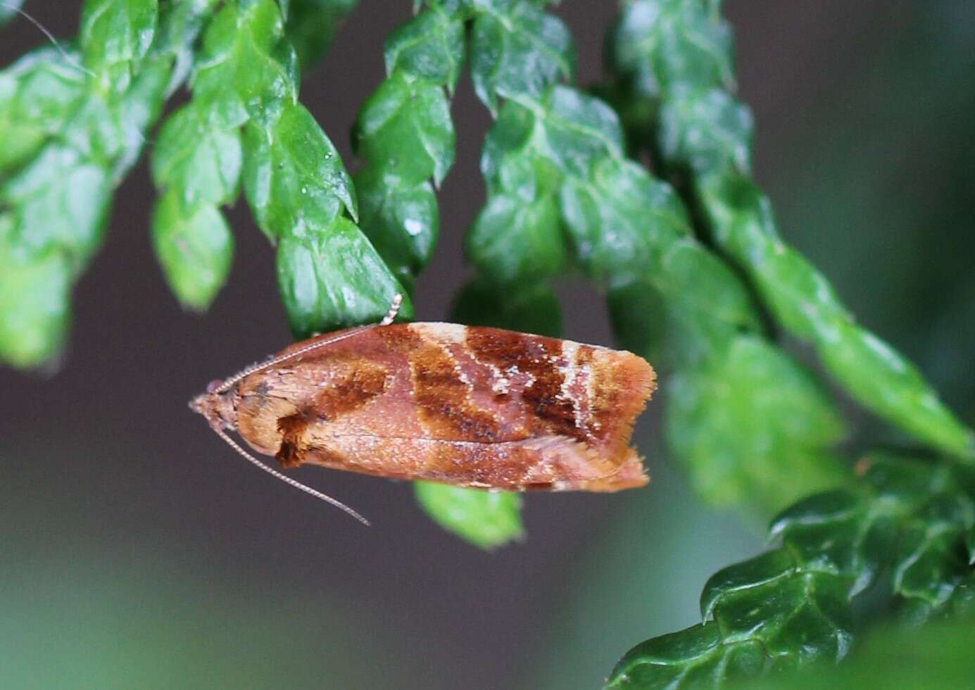 Image of red-barred tortrix