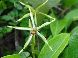 Image of Gonolobus cteniophorus (Blake) R. E. Woodson