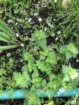 صورة Lamium purpureum var. hybridum (Vill.) Vill.