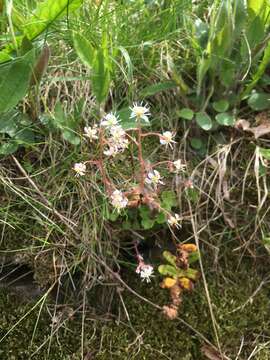 Image of Saxifraga cuneifolia L.