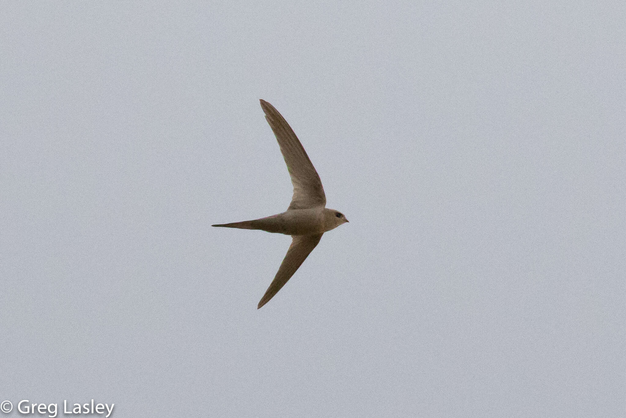 Image of African Palm Swift