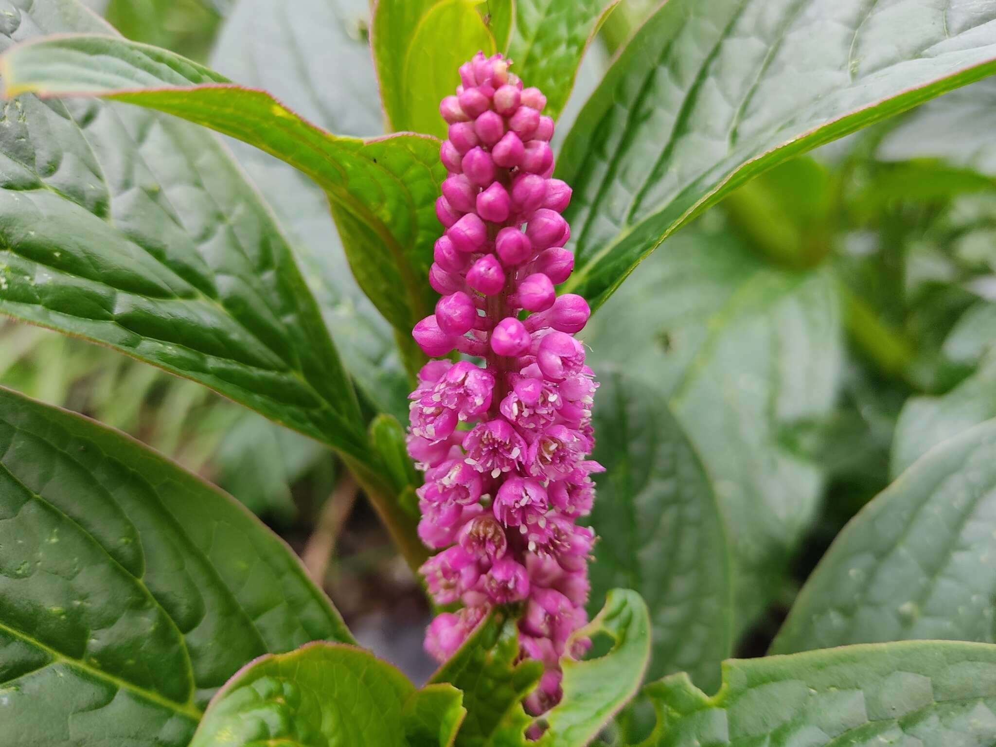 Imagem de Phytolacca bogotensis H B. & K.