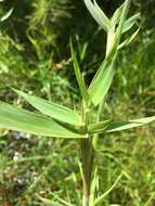 Image of Woolly Rosette Grass