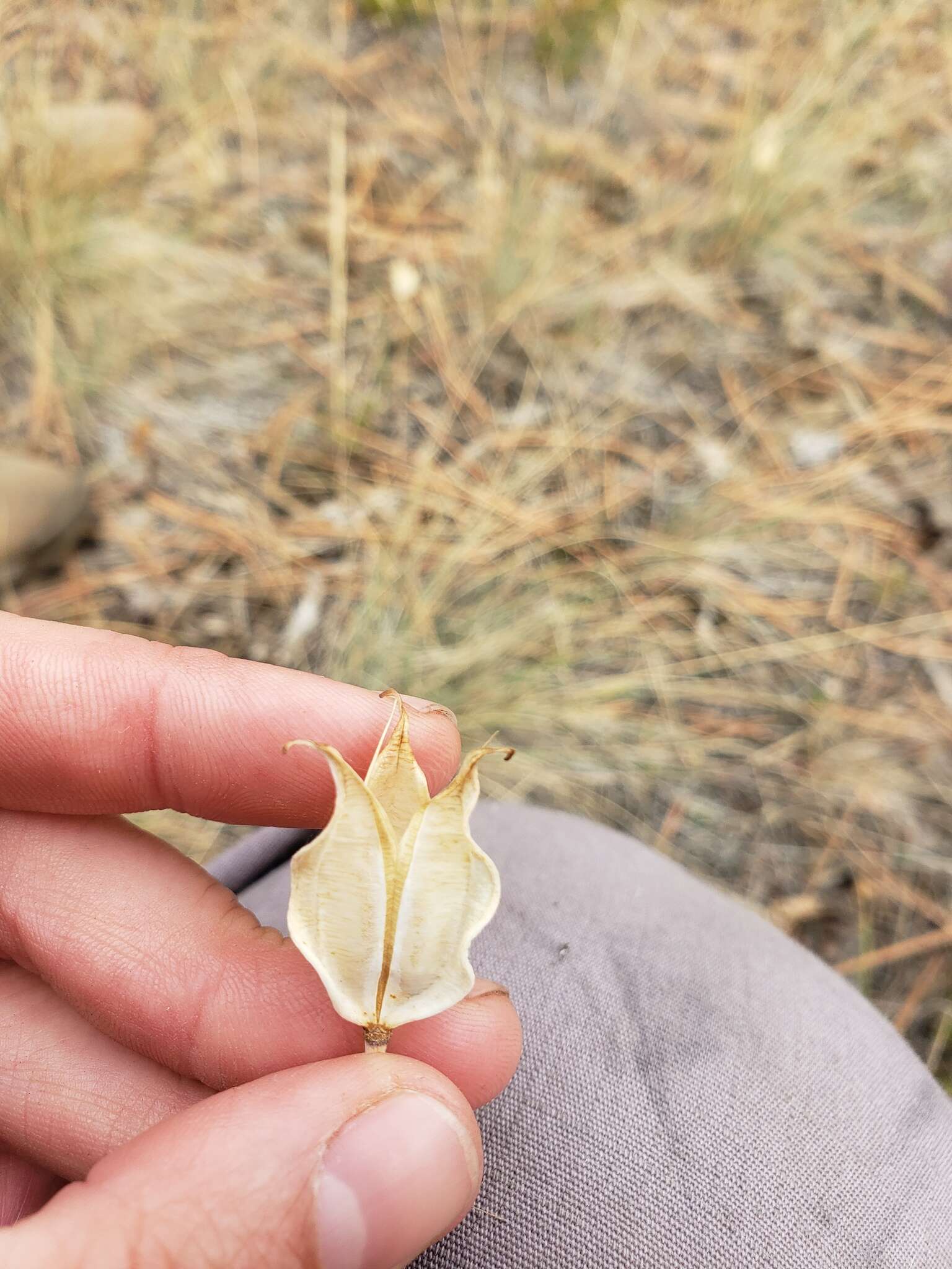 Image of broad-fruit mariposa-lily