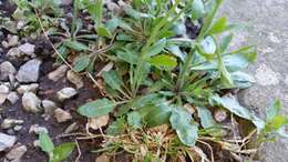 Image of Mouse-ear Cress