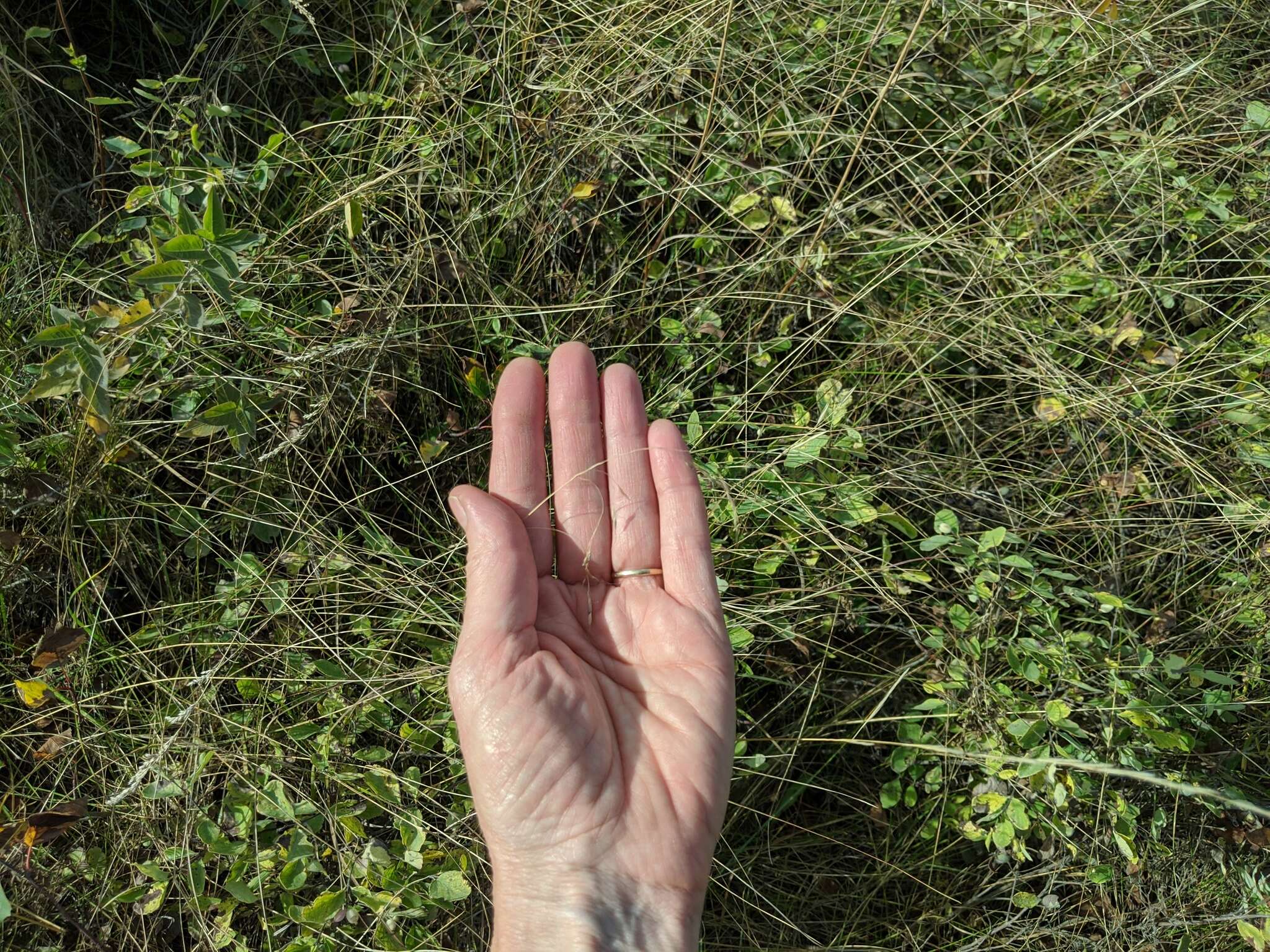 Image of Canadian ricegrass