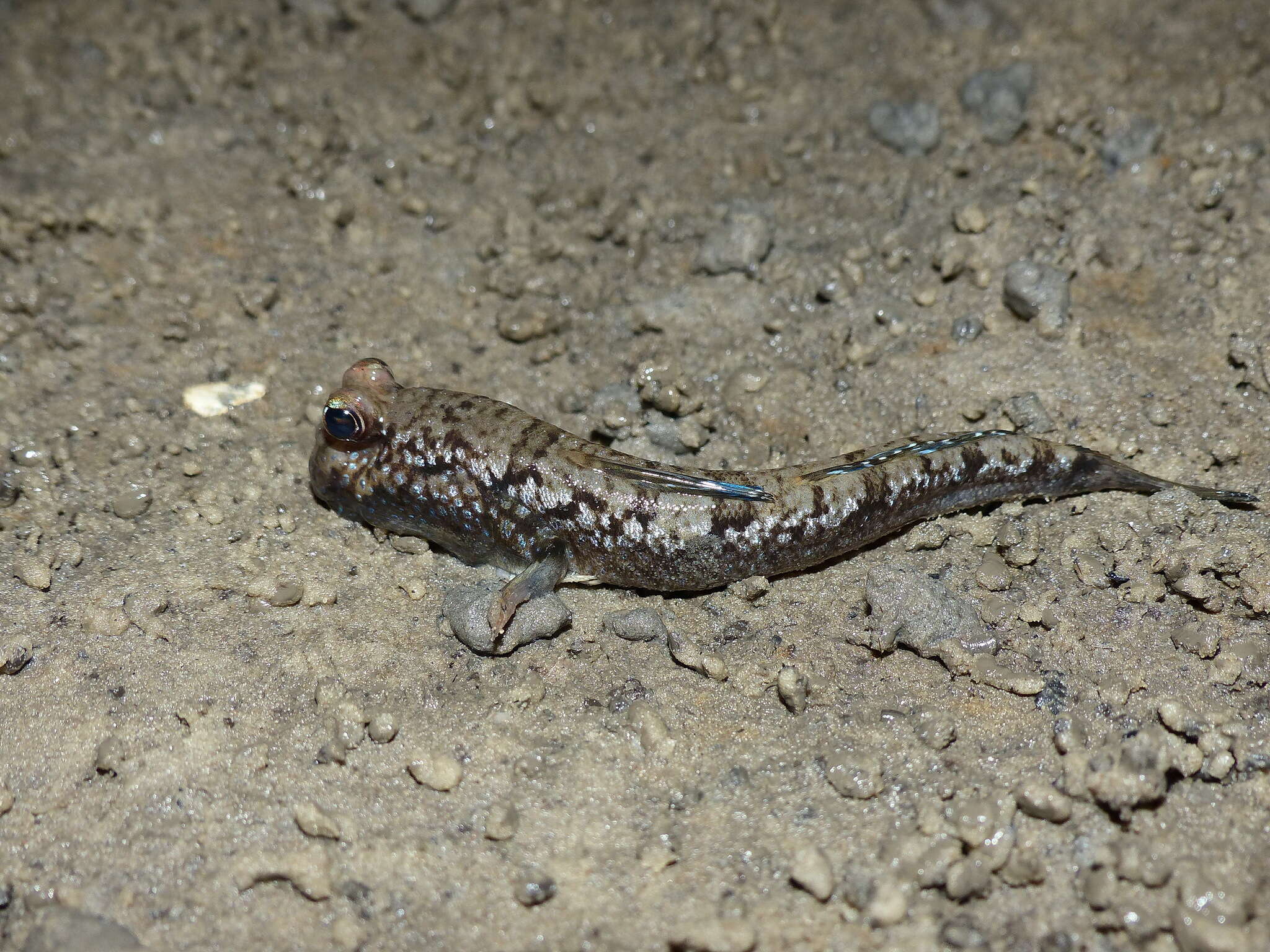 Image of Atlantic Mudskipper