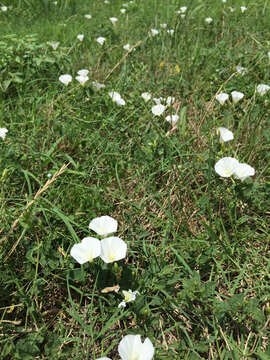 Image of Field Bindweed