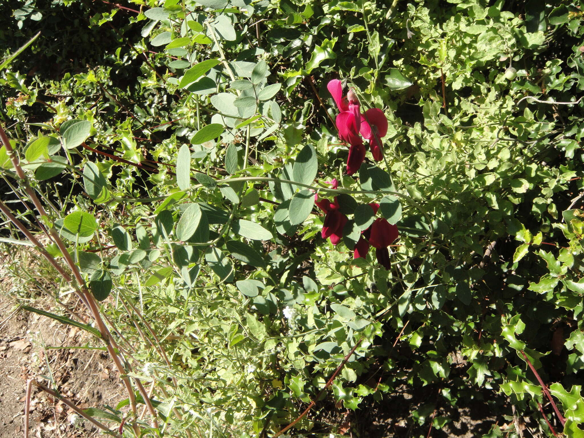 Imagem de Lathyrus splendens Kellogg