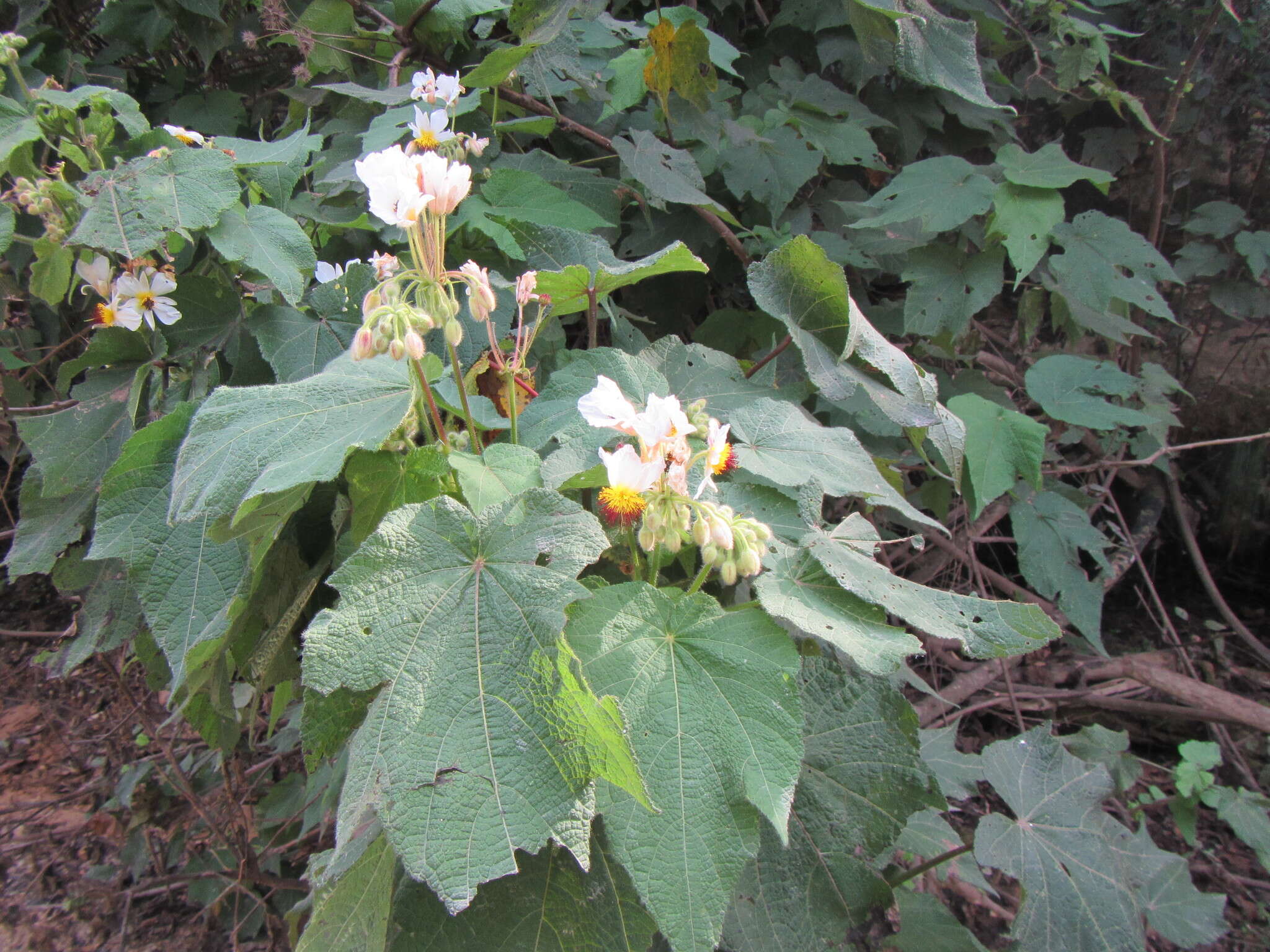 Sivun Sparrmannia africana L. fil. kuva