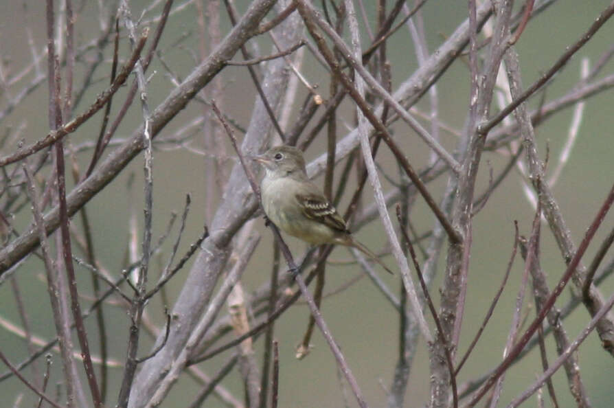 Image of Lesser Elaenia