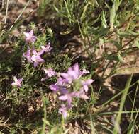 Sivun Houstonia acerosa (A. Gray) Benth. & Hook. fil. kuva