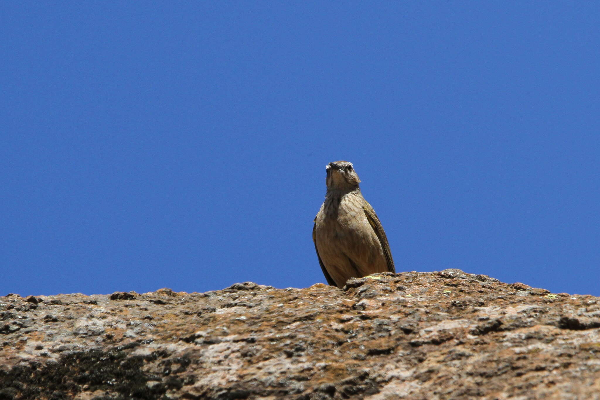 Image of African Rock Pipit