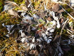 Image de Potentilla chamissonis Hultén