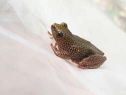 Image of Dotted Reed Frog