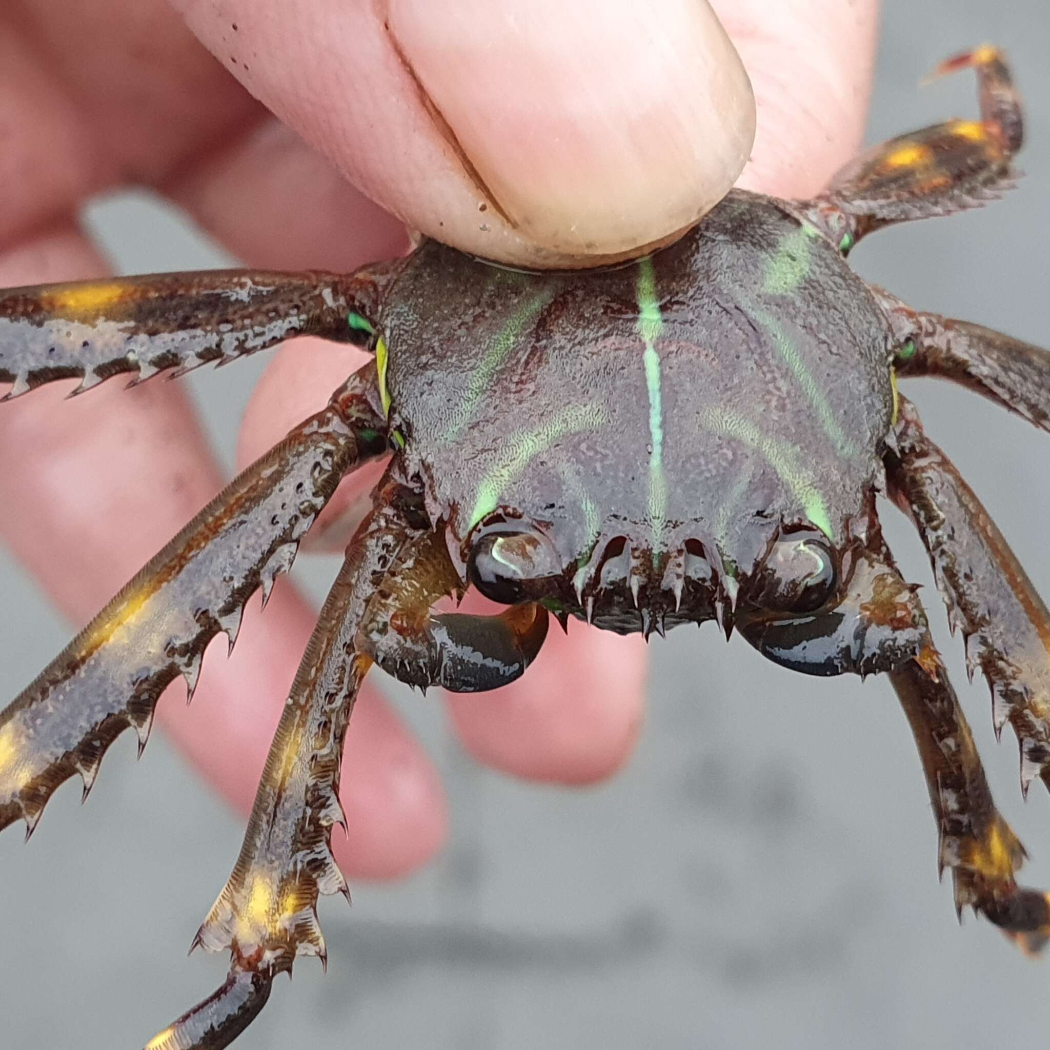 Image of flat rock crab