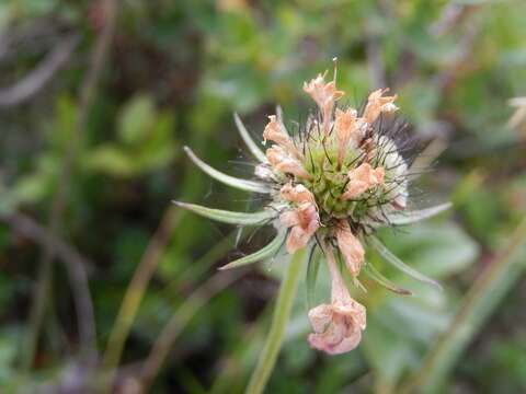 Image of glossy scabious