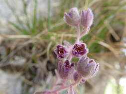 Image of Saxifraga media Gouan