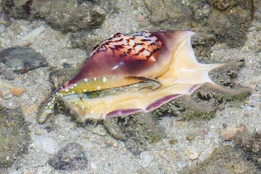 Image of spider conch