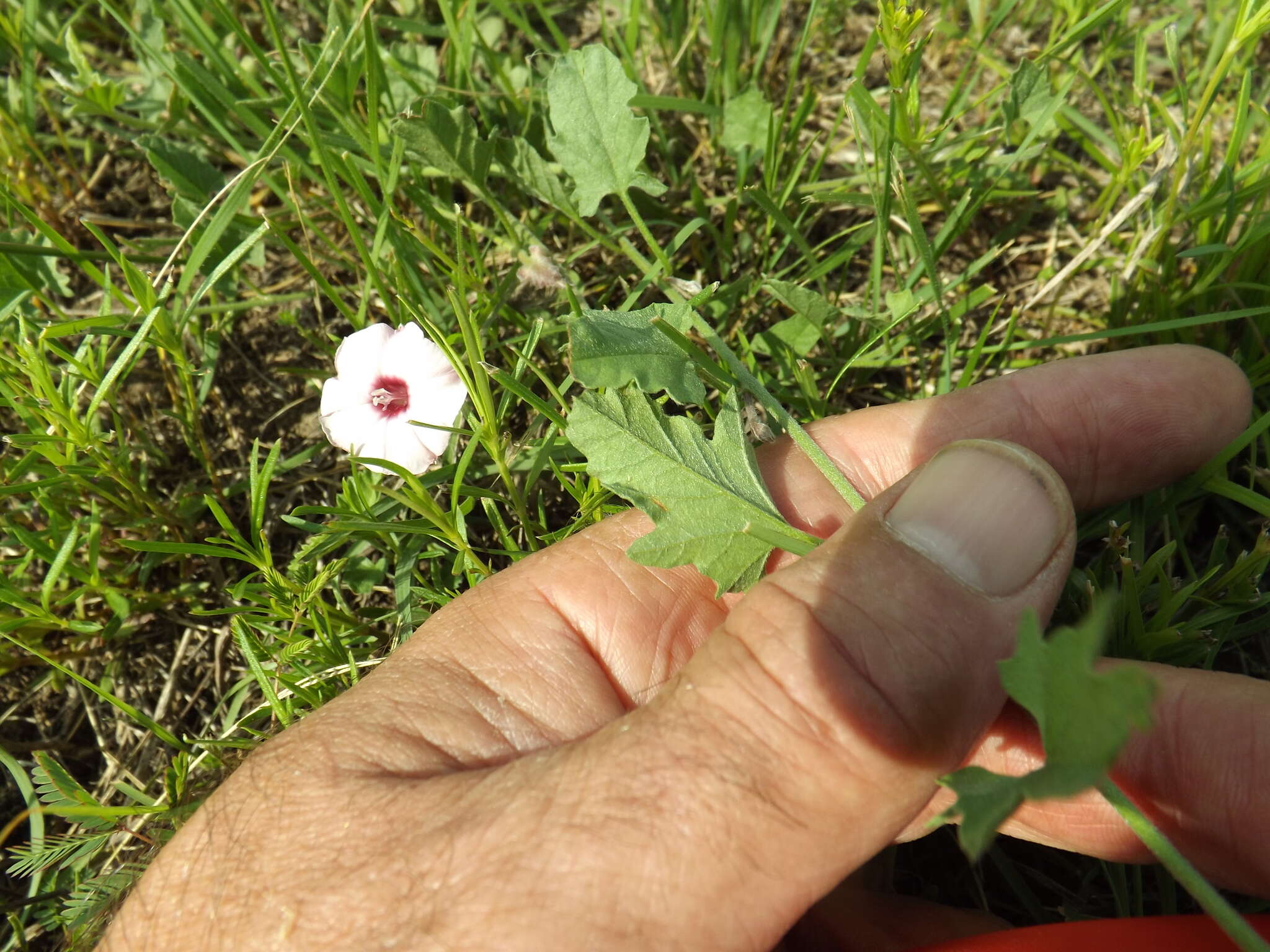 Image of Texas bindweed