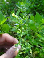 Mecardonia procumbens (Mill.) Small resmi