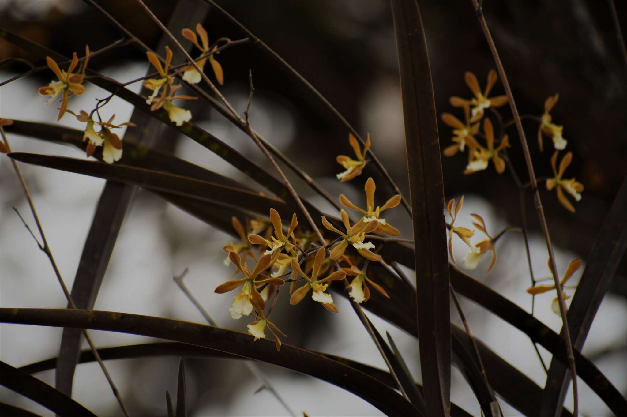 Image de Encyclia aspera (Lindl.) Schltr.