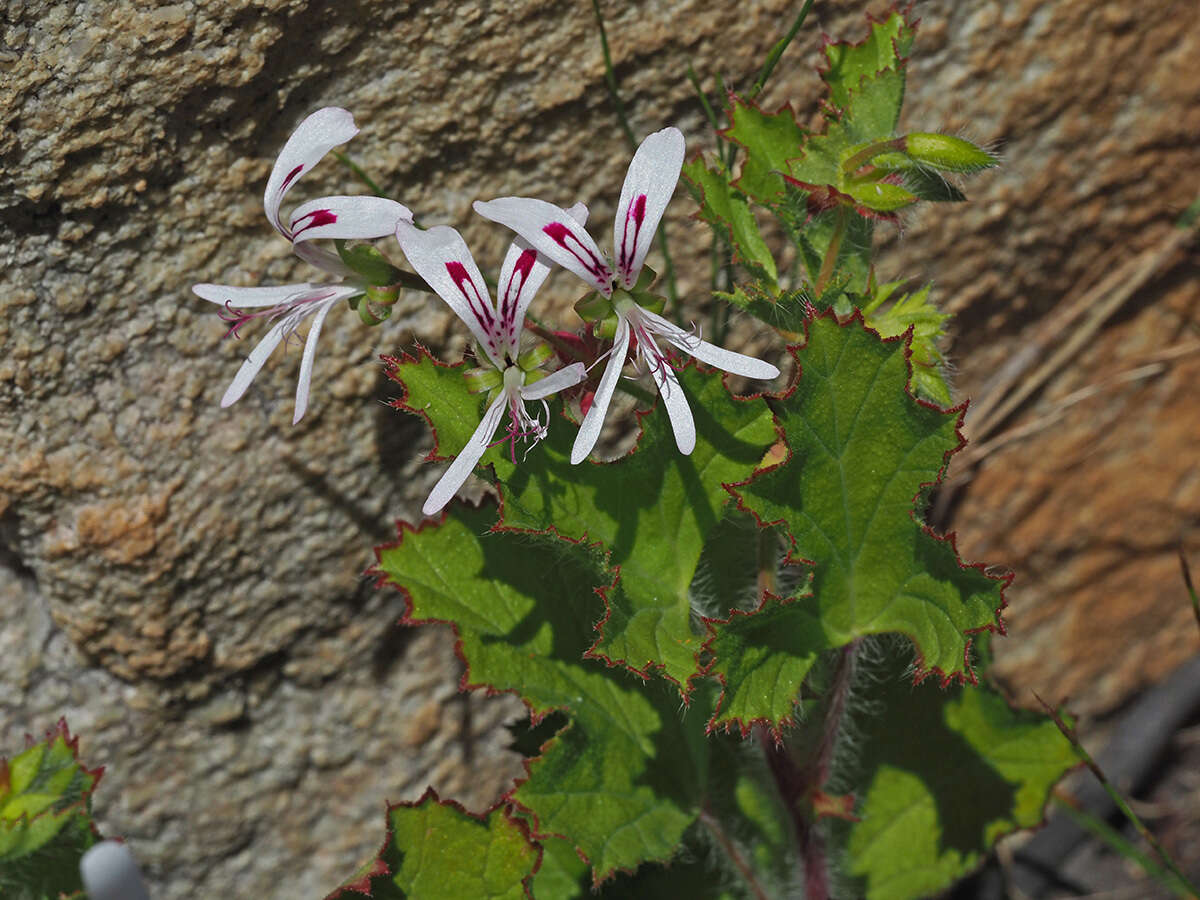 Imagem de <i>Pelargonium scabroide</i>