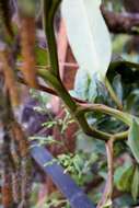 Image of Nepenthes kinabaluensis Sh. Kurata