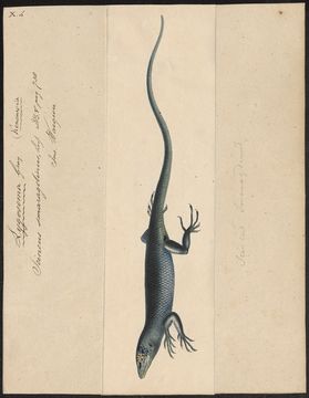 Image of Green Tree Skink