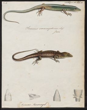 Image of Green Tree Skink