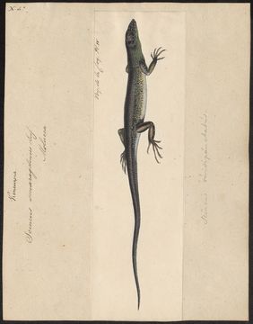 Image of Green Tree Skink