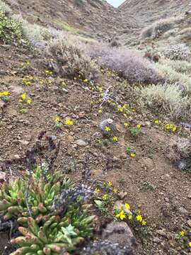 Image of <i>Mammillaria goodridgii</i> Scheer