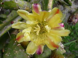 Image of Common Pricklypear