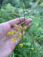 Bupleurum polyphyllum Ledeb. resmi