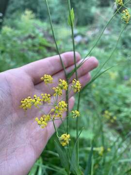 Bupleurum polyphyllum Ledeb. resmi