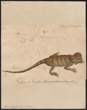 Image of Brilliant Ground Agama