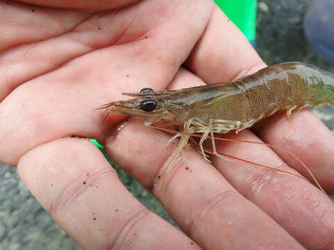 Image of greasyback shrimp