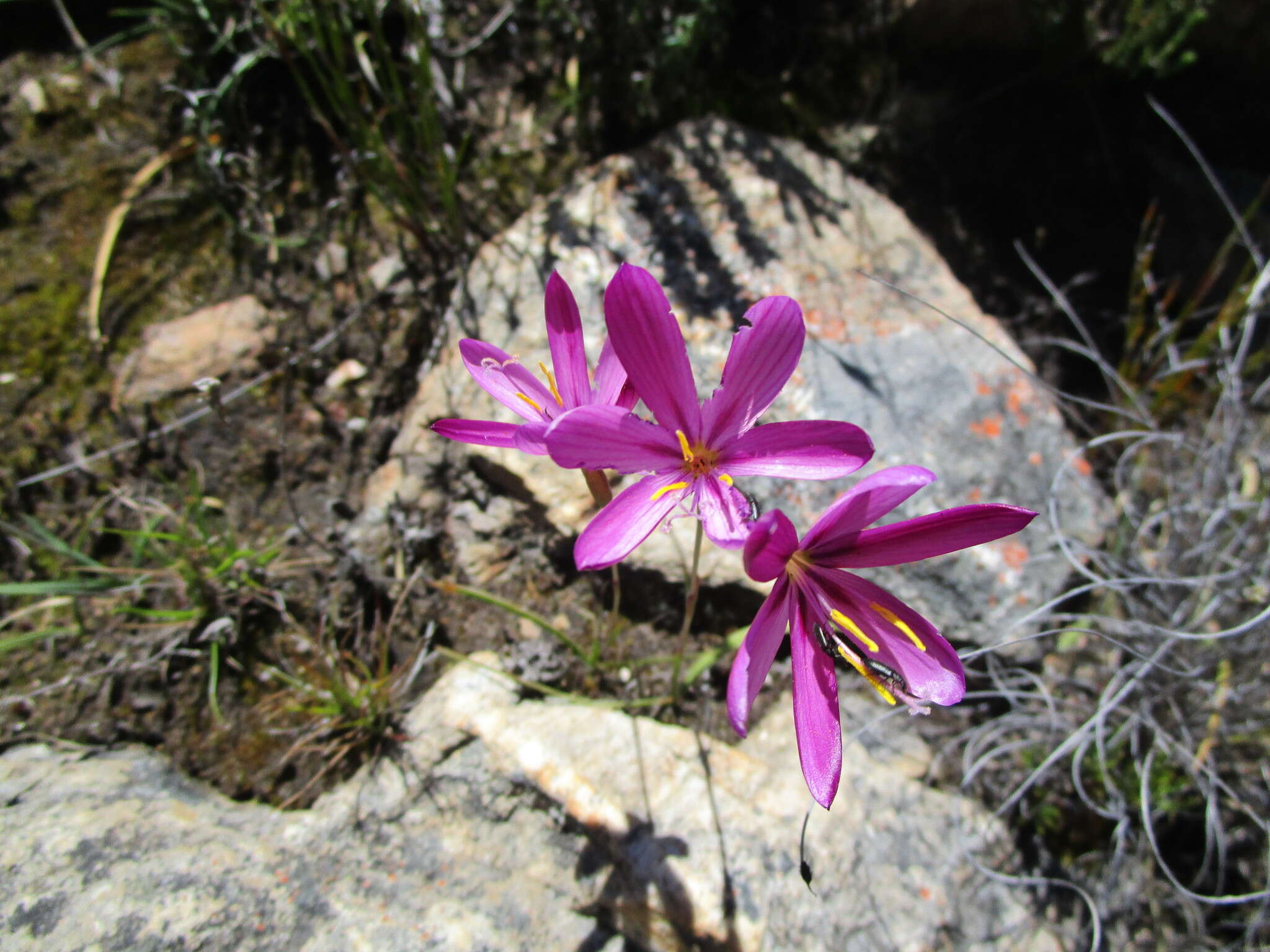 Image of Geissorhiza elsiae Goldblatt