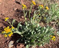 Image of threetooth ragwort