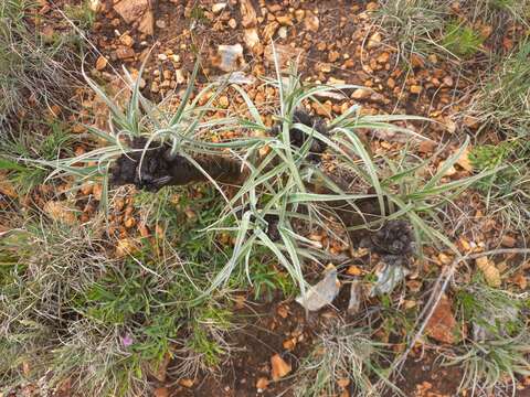 Image de Xerophyta villosa (Baker) L. B. Sm. & Ayensu